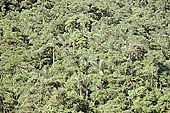 The cloud forest near the Cock of the Rock leks in the Manu reserve 